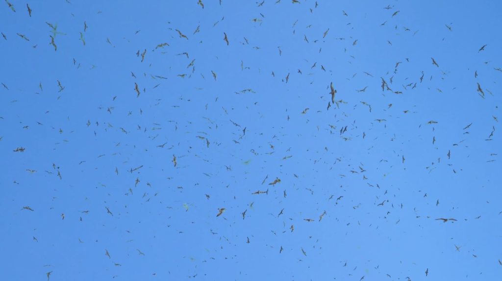Conference of the Birds