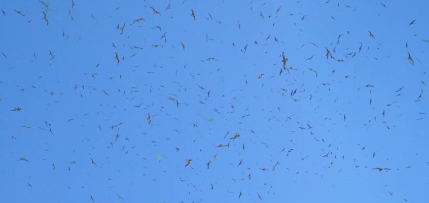 Conference of the Birds
